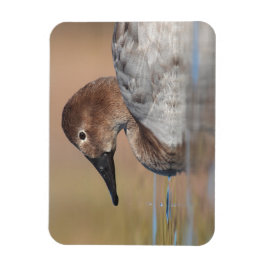 Vrouw Canvasback duck Profile Magneet