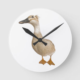 Vrouw Crested Duck, 3 jaar oud Ronde Klok