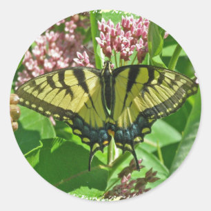 Vrouw Eastern Tiger Swallowtail Butterfly Series Ronde Sticker