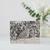 Vrouw Gambel's Quail Briefkaart (Staand voorkant)