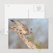 Vrouw Gambel's Quail Briefkaart (Voorkant / Achterkant)