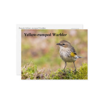 Vrouw Gele-bruine Warbler