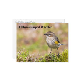 Vrouw Gele-bruine Warbler Briefkaart