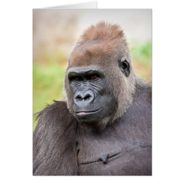 Vrouw Gorilla (Voorkant)