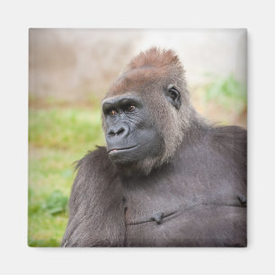 Vrouw Gorilla Magneet