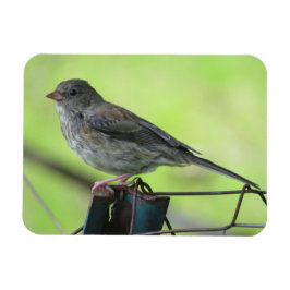 Vrouw House Sparrow Magnet Magneet