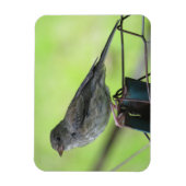 Vrouw House Sparrow Magnet Magneet (Verticaal)