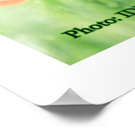 Vrouw IDF in Camouflage Poster (Hoek)