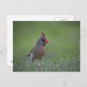 Vrouw kardinaal Briefkaart (Voorkant / Achterkant)