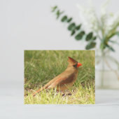 Vrouw Kardinaal Foto Briefkaart (Staand voorkant)