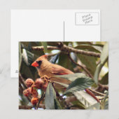 Vrouw Kardinaal Foto Briefkaart (Voorkant / Achterkant)