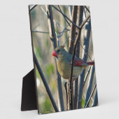 Vrouw kardinaal fotoplaat (Zijkant)