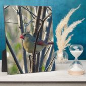 Vrouw kardinaal fotoplaat (Zijkant)