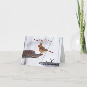 Vrouw kardinaal lange tijd denken aan uw Kaart