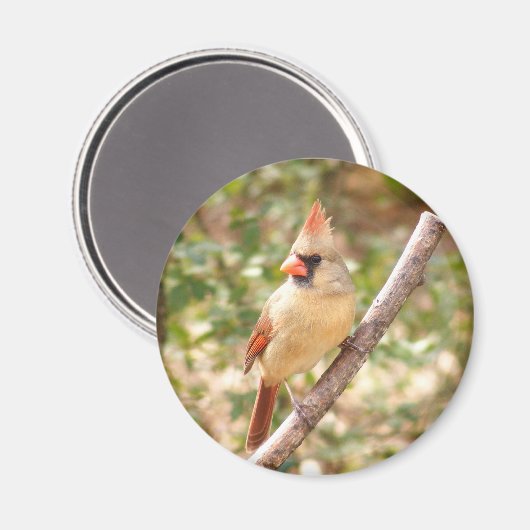 Vrouw kardinaal op vertakking magneet (Voorkant / Achterkant)