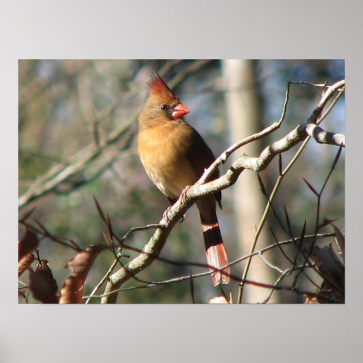 Vrouw kardinaal poster (Voorkant)