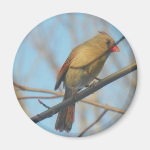 Vrouw kardinaal/vogel magneet