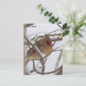 Vrouw kardinaalvogel briefkaart (Staand voorkant)