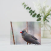 Vrouw kardinale vogel briefkaart (Staand voorkant)