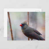 Vrouw kardinale vogel briefkaart (Voorkant / Achterkant)