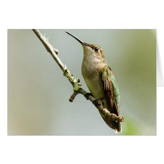 Vrouw keelvogel (Voorkant Horizontaal)