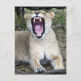 Vrouw leeuw (Panthera leo), Nationaal Masai Mara Briefkaart