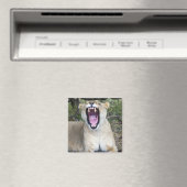 Vrouw leeuw (Panthera leo), Nationaal Masai Mara Magneet (Insitu (Vaatwasser))