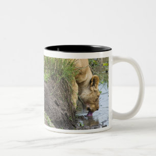 Vrouw leeuw (Panthera leo), Nationaal Masai Mara Tweekleurige Koffiemok