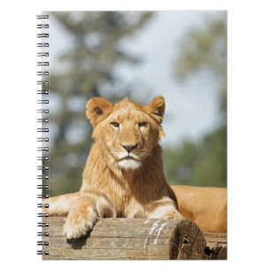Vrouw Lion-laptop Notitieboek