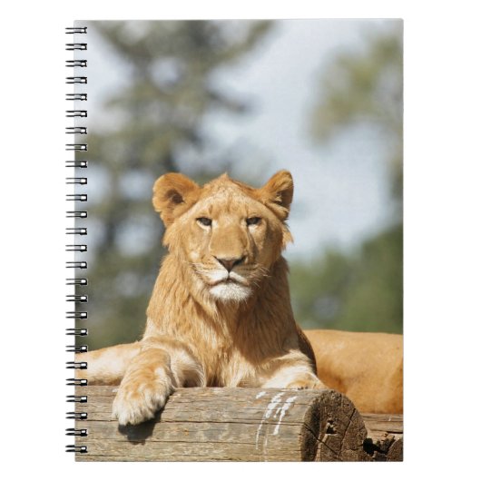 Vrouw Lion Notitieboek (Voorkant)