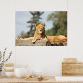 Vrouw Lion Poster (Keuken)