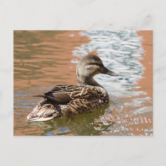 Vrouw Mallard Briefkaart (Voorkant)