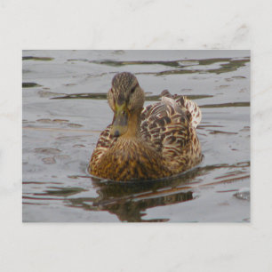 Vrouw Mallard Briefkaart
