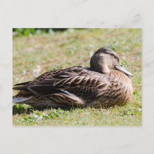 Vrouw Mallard Briefkaart