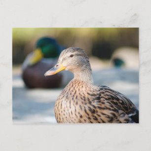 Vrouw Mallard Briefkaart