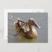 Vrouw Mallard Briefkaart (Voorkant / Achterkant)