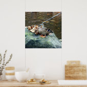 Vrouw Mallard Duck 24X24 Poster (Keuken)