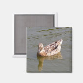 Vrouw Mallard Duck 3 magneet (Voorkant / Achterkant)