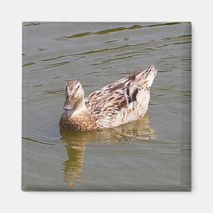 Vrouw Mallard Duck 3 Magnet Magneet