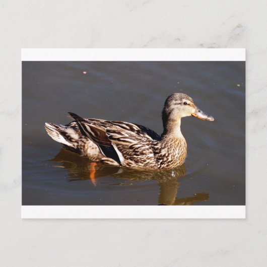 Vrouw Mallard Duck Briefkaart (Voorkant)