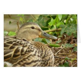 Vrouw Mallard Duck Card