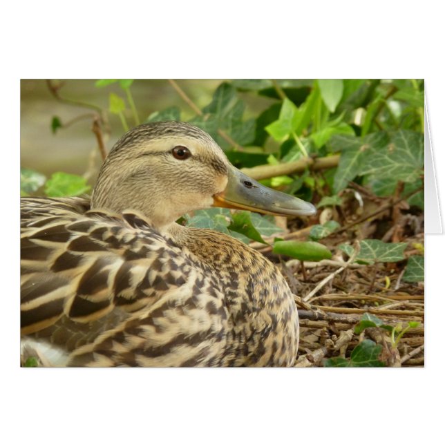 Vrouw Mallard Duck Card (Voorkant Horizontaal)