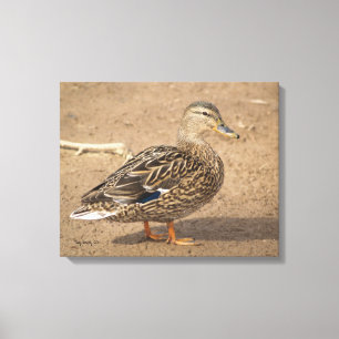 Vrouw Mallard Duck Closeup Foto Canvas Afdruk