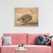 Vrouw Mallard Duck Closeup Foto Canvas Afdruk (Insitu (Woonkamer))