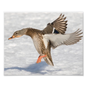 Vrouw Mallard Duck Landing in Snow Foto Afdruk