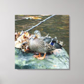 Vrouw Mallard Duck op Mossy Rock Canvas Afdruk (Voorkant)