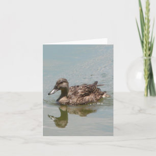 Vrouw Mallard Duck Photo Folded Note Kaart