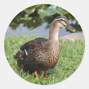 Vrouw Mallard Duck Photo Round Stickers