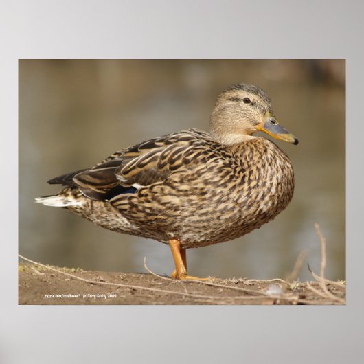 Vrouw Mallard Duck Poster (Voorkant)