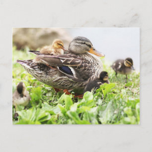 Vrouw Mallard omringd door drijfveren Briefkaart